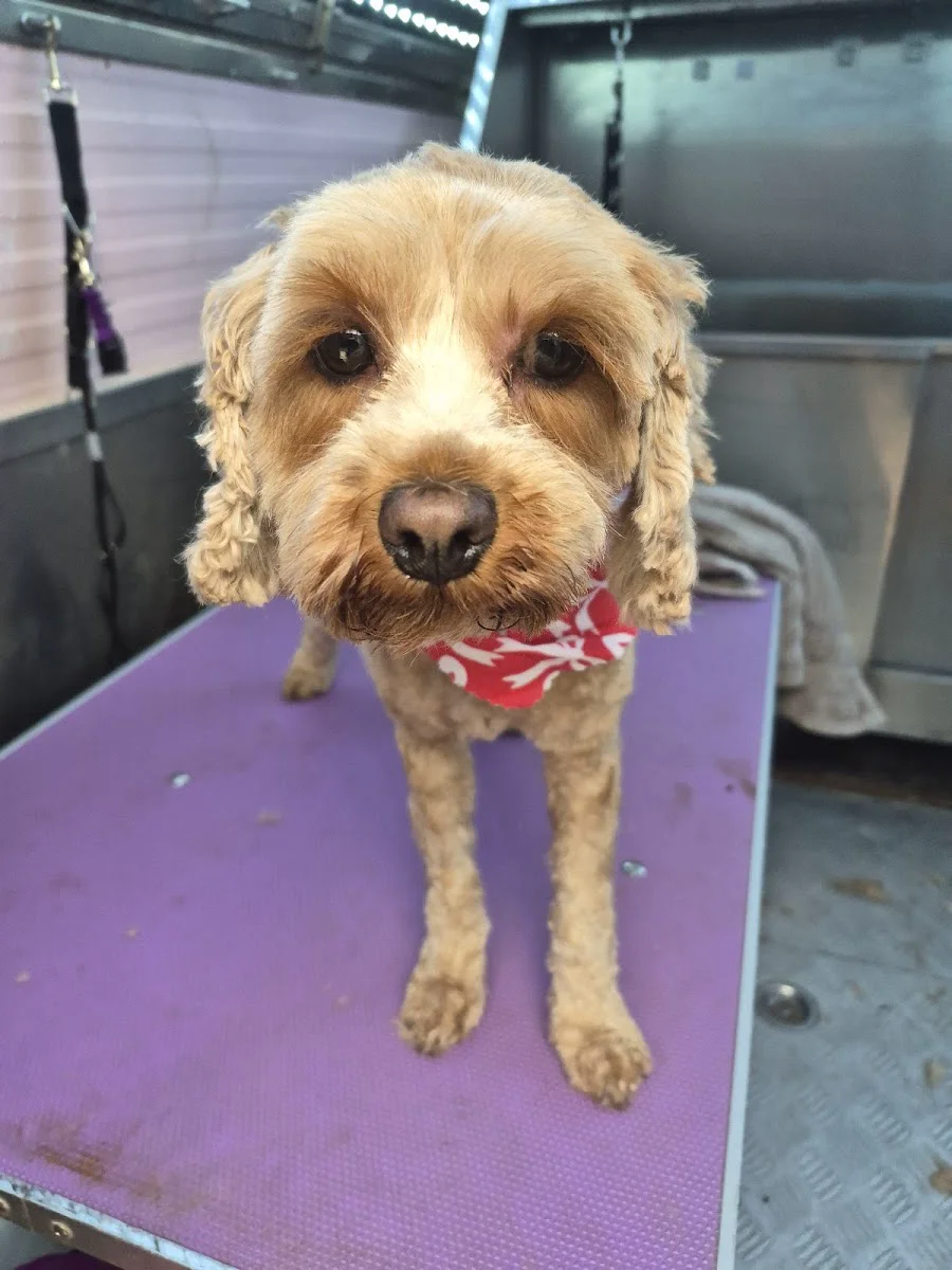 An apricot cavoodle with a red bandanna, freshly groomed, sitting on the purple mat inside the van