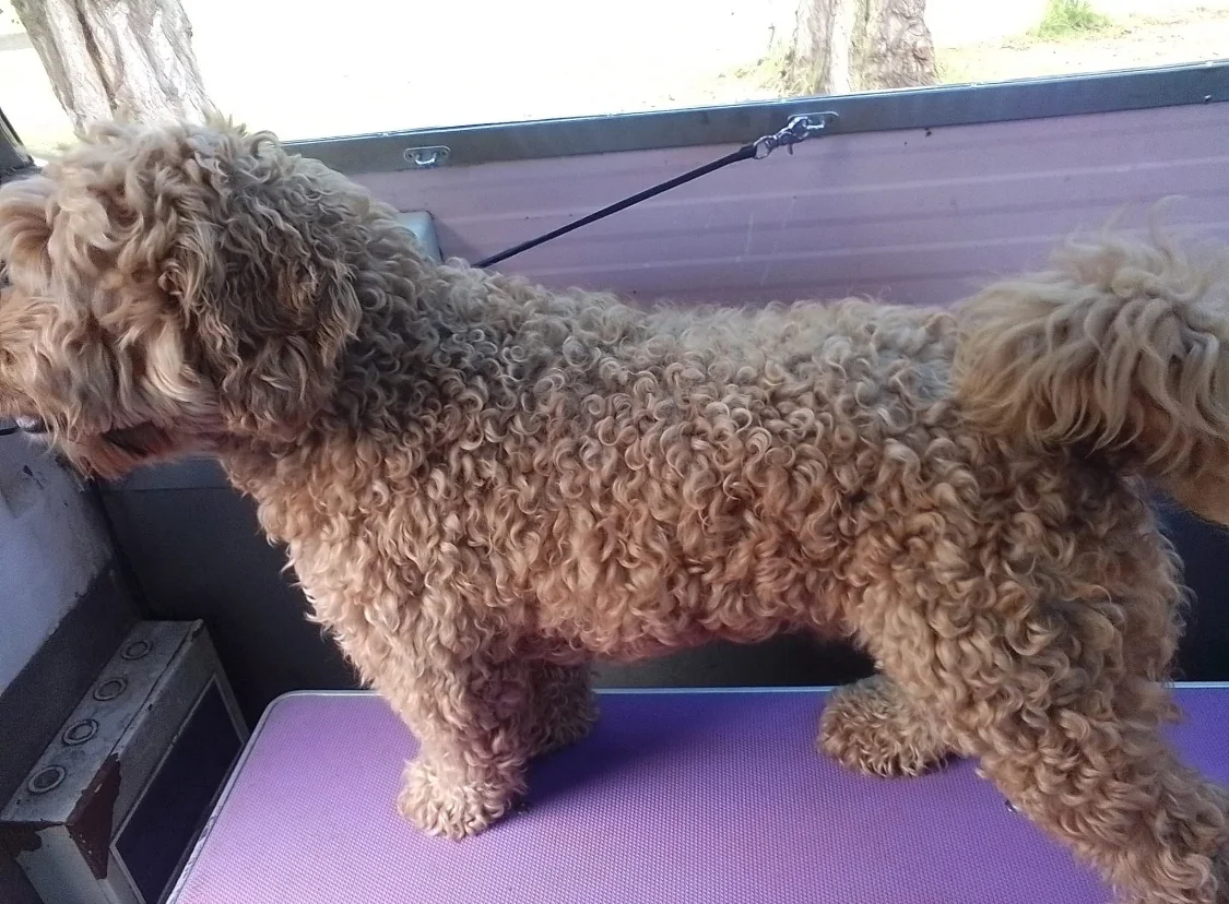 A curly red poodle-cross with a full uncut coat on the purple table, rear van doors open to trees