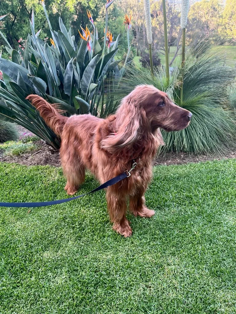 A silky mahogany-red Cocker Spaniel standing in a client's Yarra Valley garden among birds-of-paradise, freshly groomed in warm late light