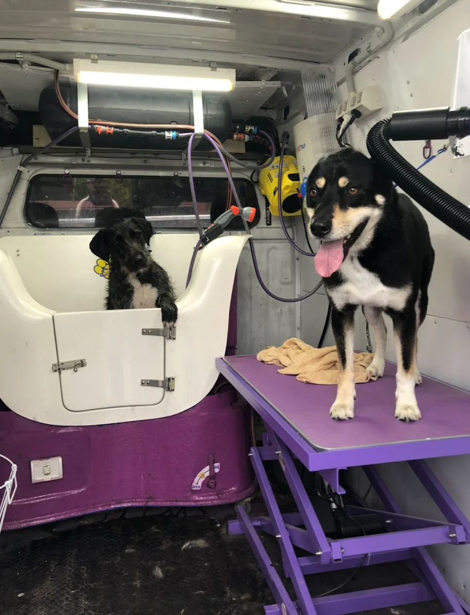 Inside the Gorgeous Grooms mobile grooming van — white fibreglass bath, purple hydraulic lift table, overhead water tank and high-velocity dryer, checker-plate floor