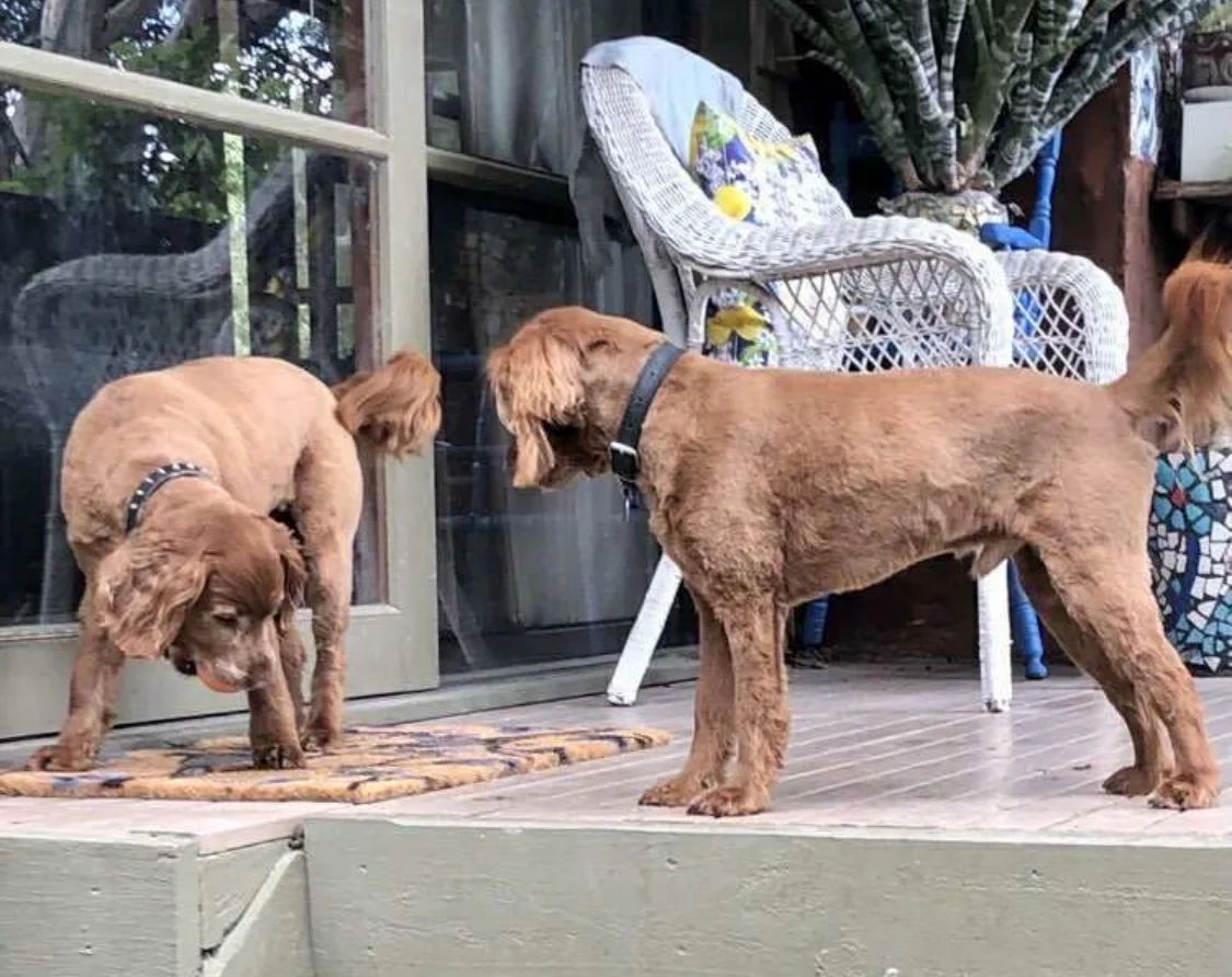 Two freshly clipped red Cocker Spaniels back on their owner's verandah